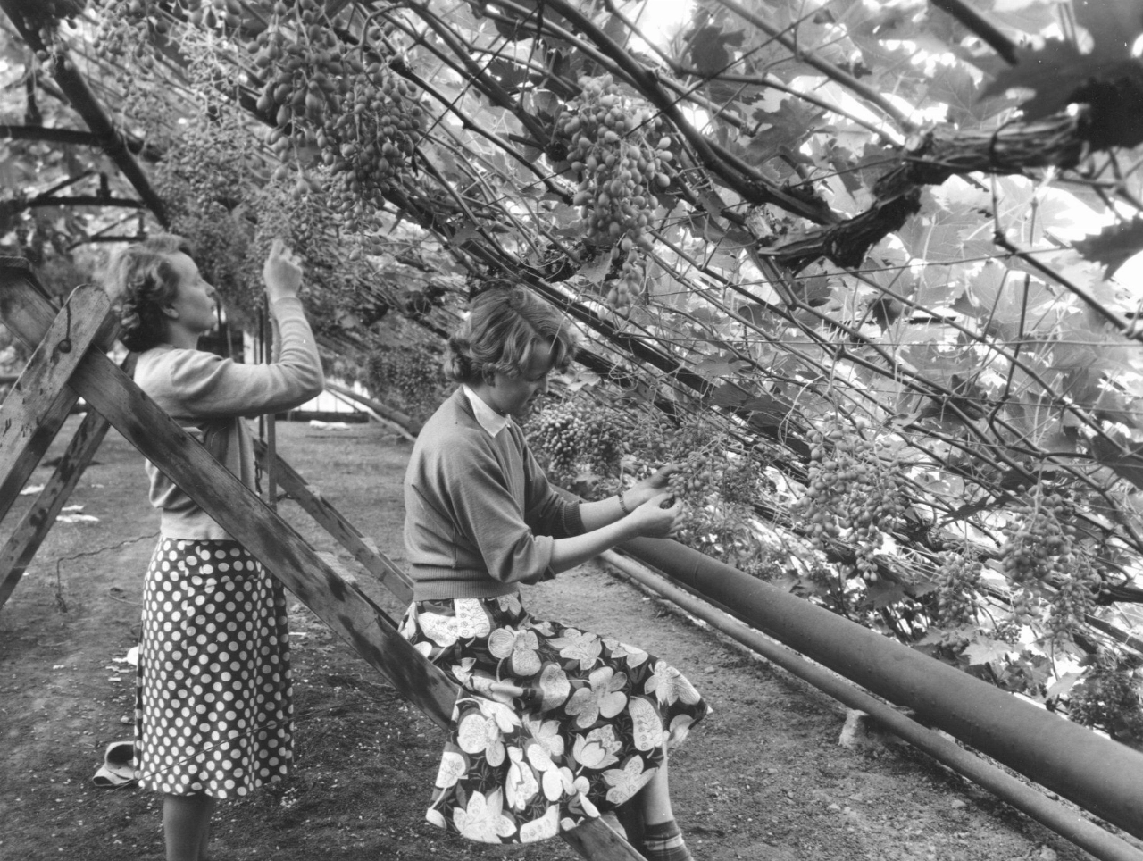 Historische avond over de geschiedenis van het Westland